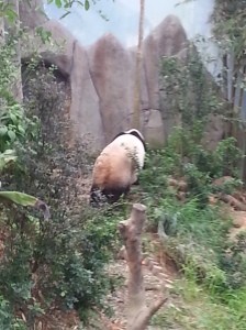 Panda Posterior